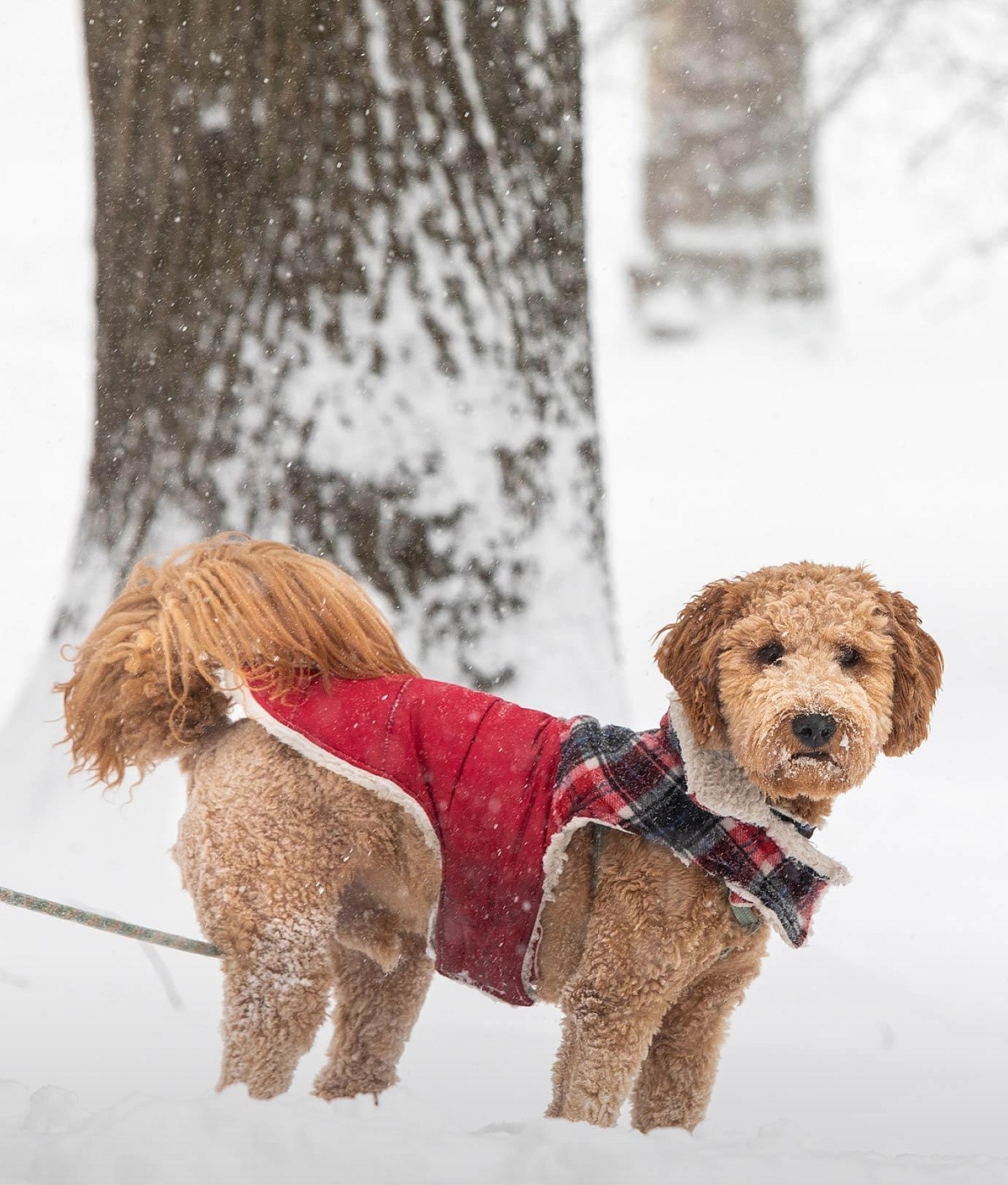 Puppy In Snow